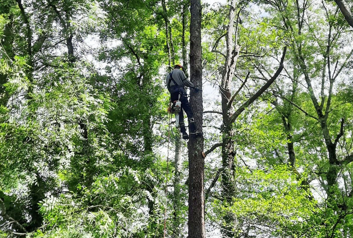Abattage d'arbres à Barbezieux-Saint-Hilaire